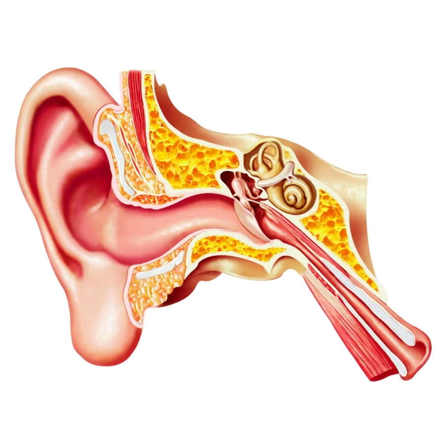 Ørets anatomi - ydre øre, mellem øret og indre øre